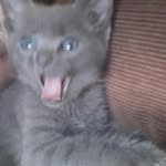 Hardin - @kittyhardin1 - Instagram