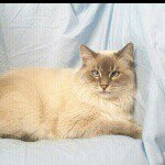 Daisy - @kitty_harmon - Instagram