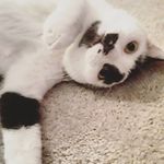 Harmonica - @harmonica_kitty - Instagram