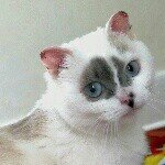 Harmony - @harmony.kitty - Instagram