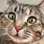 Harmony - @the.harmony.kitty - Instagram
