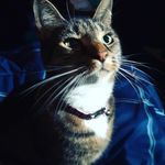 Harmony - @harmony_the_kitty_cat - Instagram