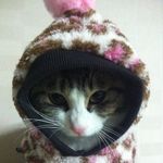 Harmony_kitty - @harmony_kittycat - Instagram