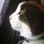 @harmony_the_kitty - Instagram
