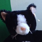 Harmony Topaz Kitty - @harmony_kitty - Instagram