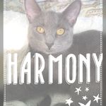 Princess_harmony_the_kitty - @princess_harmony_the_kitty - Instagram