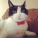 Kitty Hart - @littlemisskittycow - Instagram