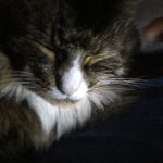 Kitty hart - @teddyhart143 - Instagram