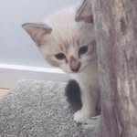 Hendrix - @kittyhendrixx - Instagram