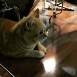 Hendrix - @kittyhendrix01 - Instagram