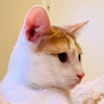 Hendrix - @kitty_cat_hendrix - Instagram