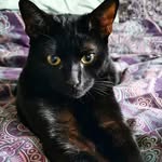 Hendrix - @hendrix_polydactylkitty - Instagram