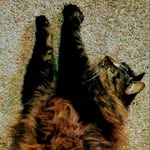 hendrix_the_cat - @_hendrix_da_kitty_cat_ - Instagram
