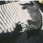 Hendrix the kitty cat - @hendrix_the_kittycat - Instagram