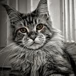 jimmy Hendrix kitty - @jimmyhendrixkitty - Instagram