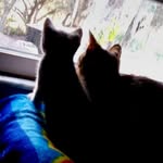 @jonluke_kittyhendrix - Instagram