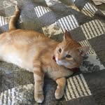 Kitty Hendrix - @kitty_hendrix96 - Instagram