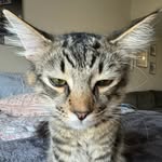 KittyHendrix - @acatcalledhendrix - Instagram
