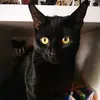 l.n.whitcombe - @hendrixkitty - TikTok