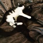 Salem and Hendrix - @kittybros_salem_hendrix - Instagram