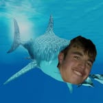 Fig, Kitty, Henry and Josh take on Australia 🦈 - @greatwhitesgosharking - Instagram