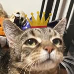 Henry - @henry_the_kitty_king - Instagram