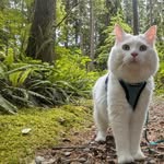 Henry Kitty - @henrythekittyboy - Instagram