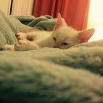 Henry Kitty - @henrykitty9901 - Instagram
