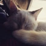 Henry Kitty - @henry.kitty - Instagram