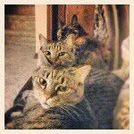 Kitty, Henry, & Blueberry - @kitty_affairs - Instagram