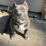 Kitty Henry Bullycreations - @henrysbullycreationskennel1 - Instagram