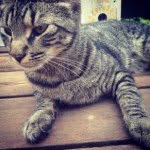 Milo Henry - @milo_kitty_henry - Instagram