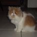 My kitty Henry!!! ("meow, please become a fan of me, meow" says Henry) - Facebook