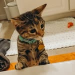 Penny Pie the Kitty & Henry Lou - @pennypiethekitty - Instagram