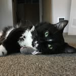 Sir Kitty Henry Buster - @kitty_henry_buster - Instagram