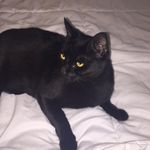 haileys cat - @kittyhill__ - Instagram