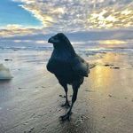 Kitty Hill - @kittyhill0320 - Instagram