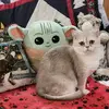 Kitty Hill Resort for Cats - @kitty.hill.resort - TikTok