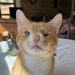 Hogan - @hogan.winky.kitty - Instagram