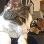 Hogan the kitty - @hogan.the.kitty - Instagram