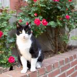 Kitty Hogan - @justagirlandhercat55 - Instagram