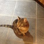 Lovecheeks 5 - @thehogankitty - Instagram