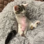 Princess And Crystal - @princess_hogan_kitty - Instagram