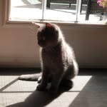 Houston - @houstontexaskitty - Instagram