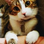 Houston Kitty - @houstonkittycat - Instagram