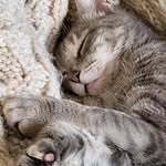 TROPHYtripodcat - @trophy_houston_kitty - Instagram