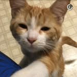 Biscuit Kitty Huff - @biscuitkittyhuff - Instagram