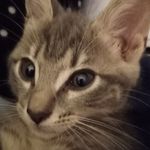 Hermione the Hufflepuff Kitty - @hermione_the_hufflepuff_kitty - Instagram
