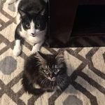 Huff 🐾 Family - @tonks.huff.kittyseries - Instagram