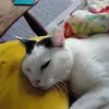 kittyirvine - @kittyirvine - TikTok